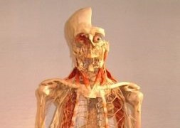 Gunther von Hagen`s-Körperwelten – Ausstellung 2003 in Hamburg