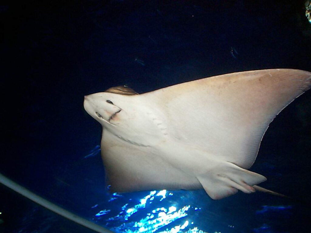 SEA LIFE Timmendorfer Strand